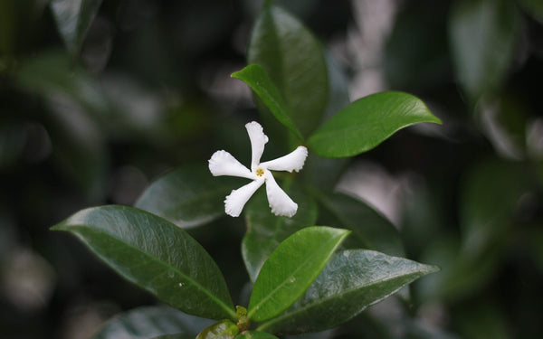 jasmine bloom 