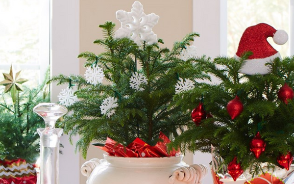 Norfolk pine house plants decorated for Christmas 