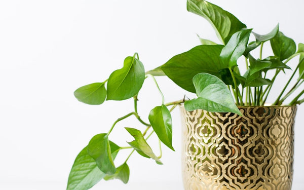 Pothos house plant 