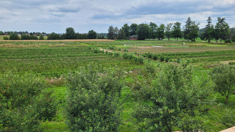 over-view of nursery