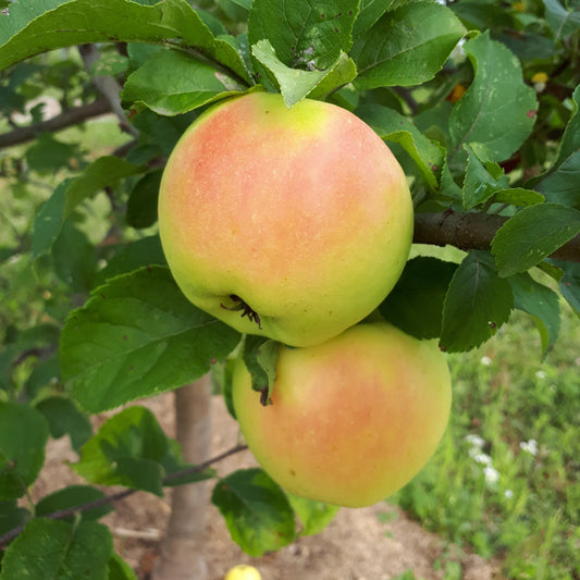 Organic Cripps Pink Apples  Buy Cripps Pink Apples Online – Chelan Ranch