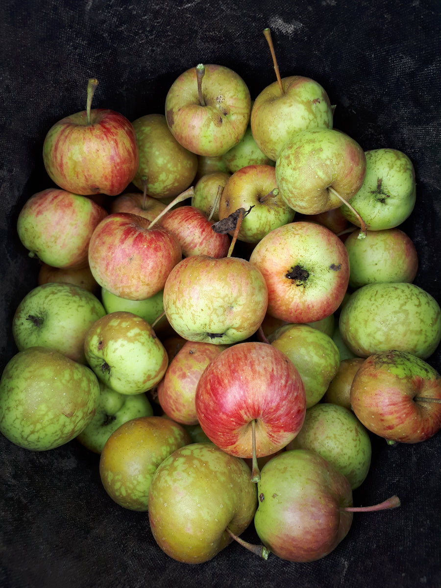 Chestnut Apple – Silver Creek Nursery