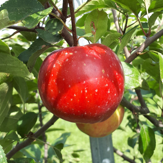 Red Astrachan Apple – Trees of Antiquity