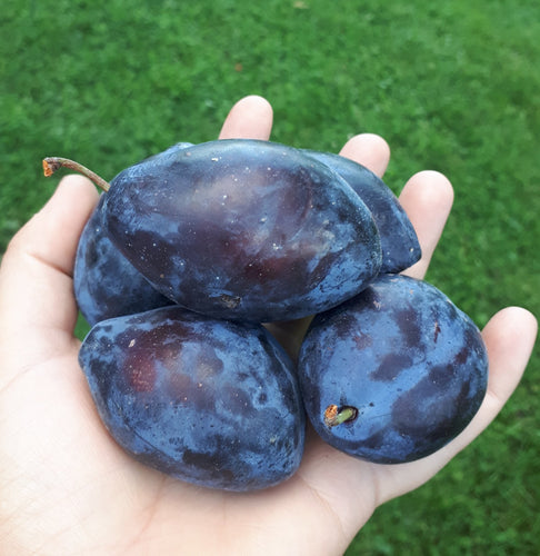 italian plums download free