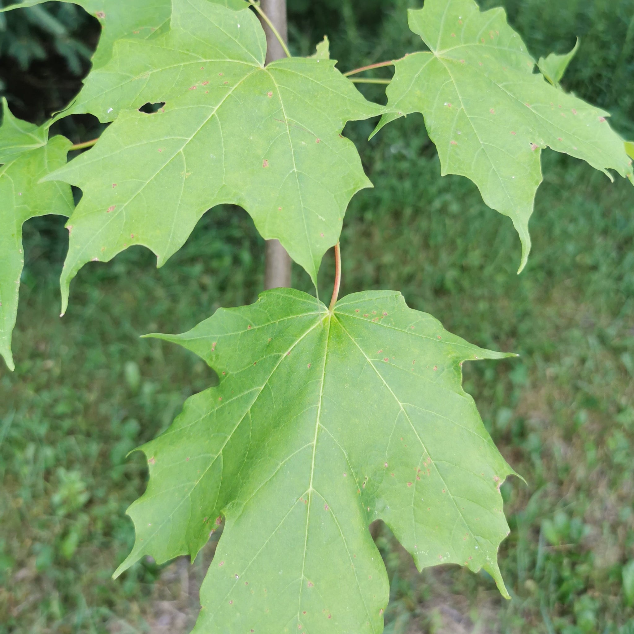 Sugar Maple Seedling Silver Creek Nursery