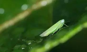 green leaf hopper, bug bitten tea 