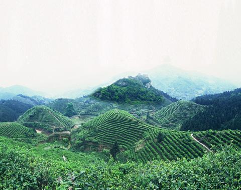 gou gu nao, green tea, green tea mountain