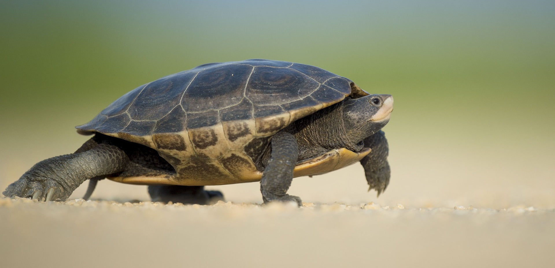 How long do miniature turtles live