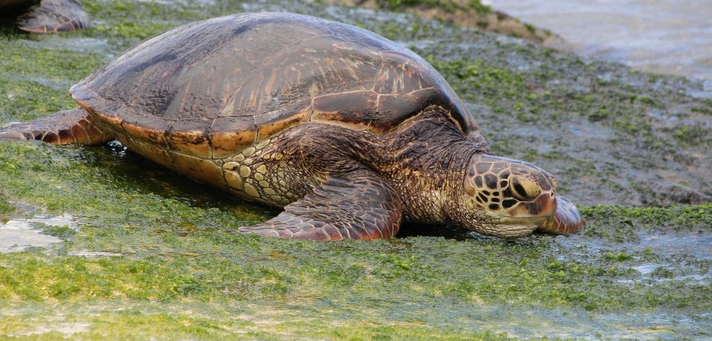 How long do galapagos sea turtles live