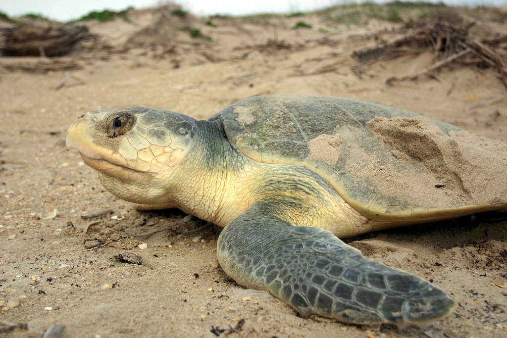 The Kemp's Ridley Sea Turtle And What You Should Know | Sandy Ripple