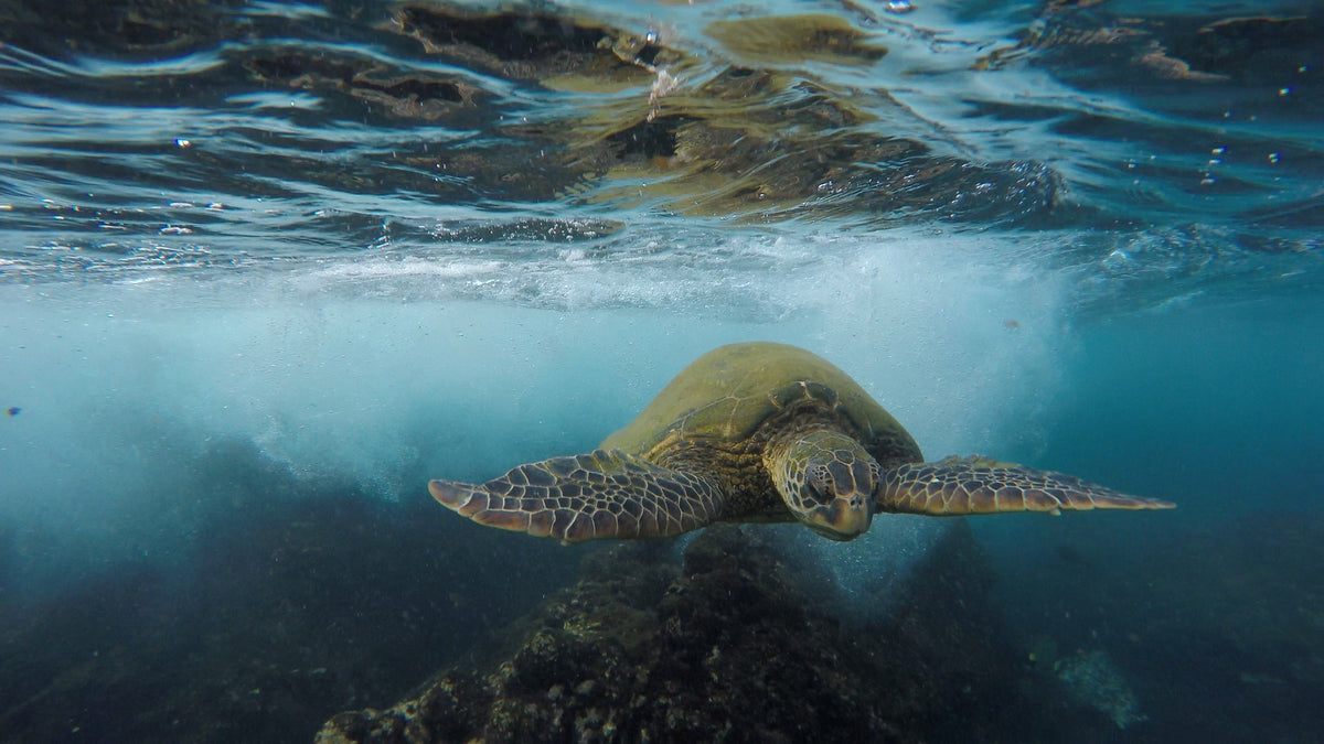 full-grown-leatherback-sea-turtle-mouth