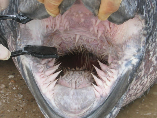 spike ridges of leatherback sea turtle