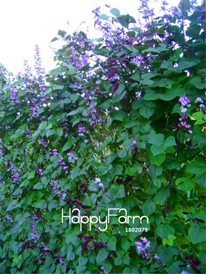 vine with purple flowers