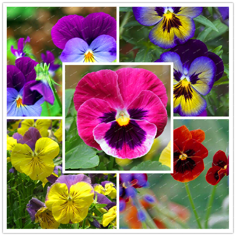 Mexican pansy flores Wavy Viola Tricolor Flower 23 colors 100pcs – Lovely  Seeds