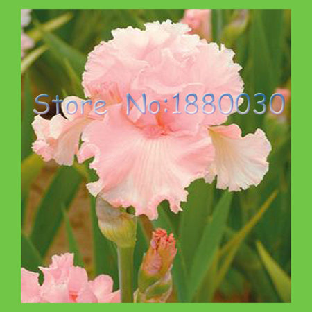 light pink iris