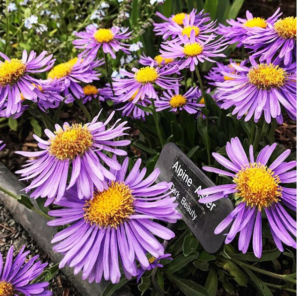 Alpine Aster seeds 40 pcs Lovely Seeds