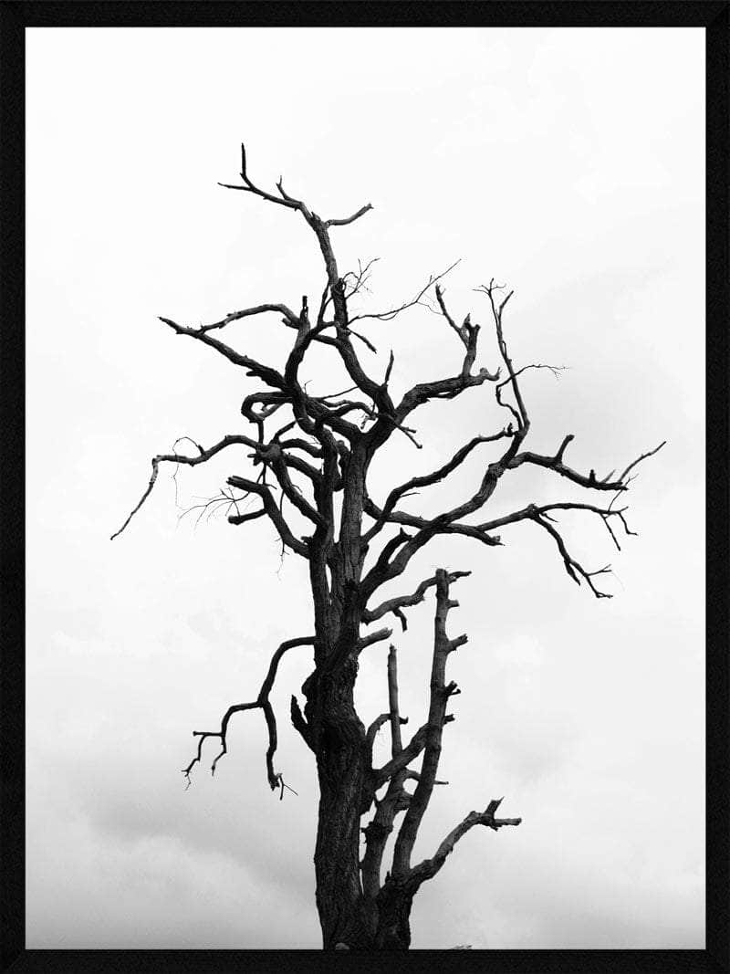Billede af Dødt træ plakat