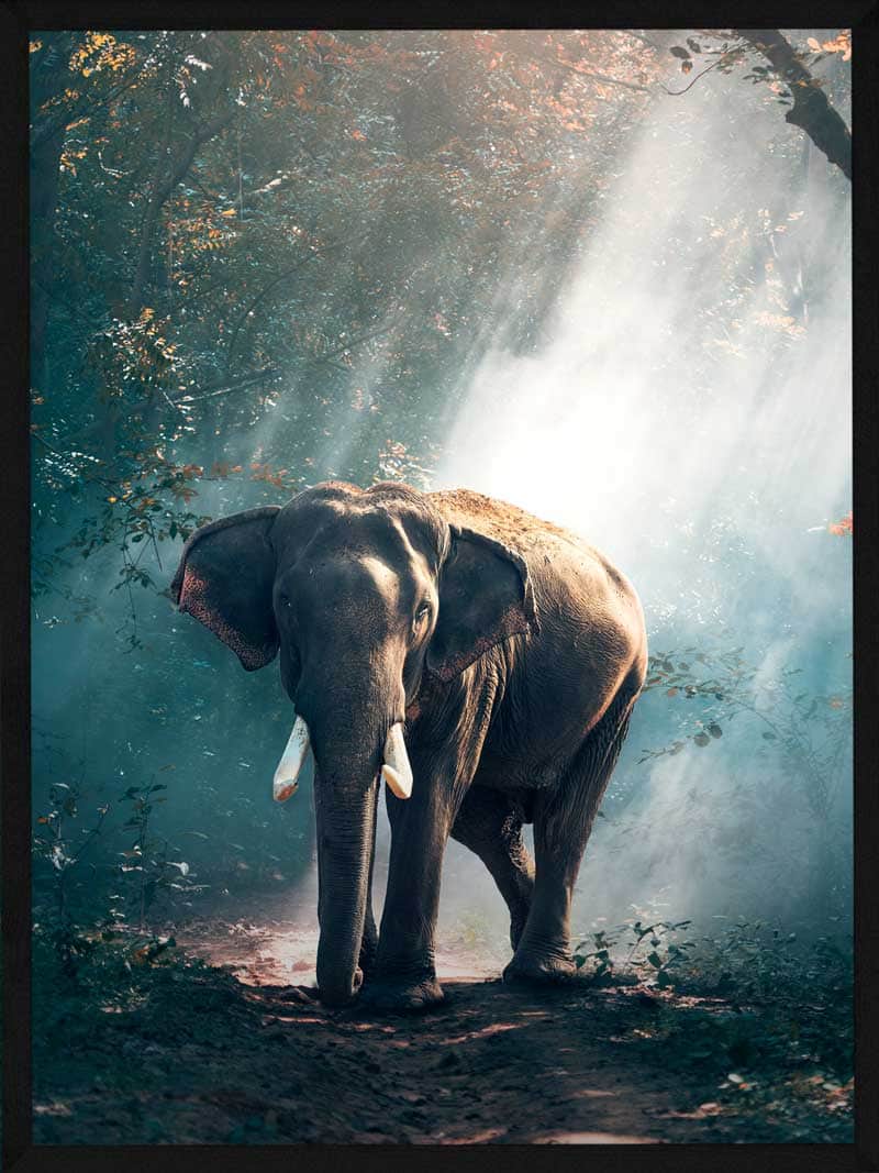 Billede af Elefant i lysning