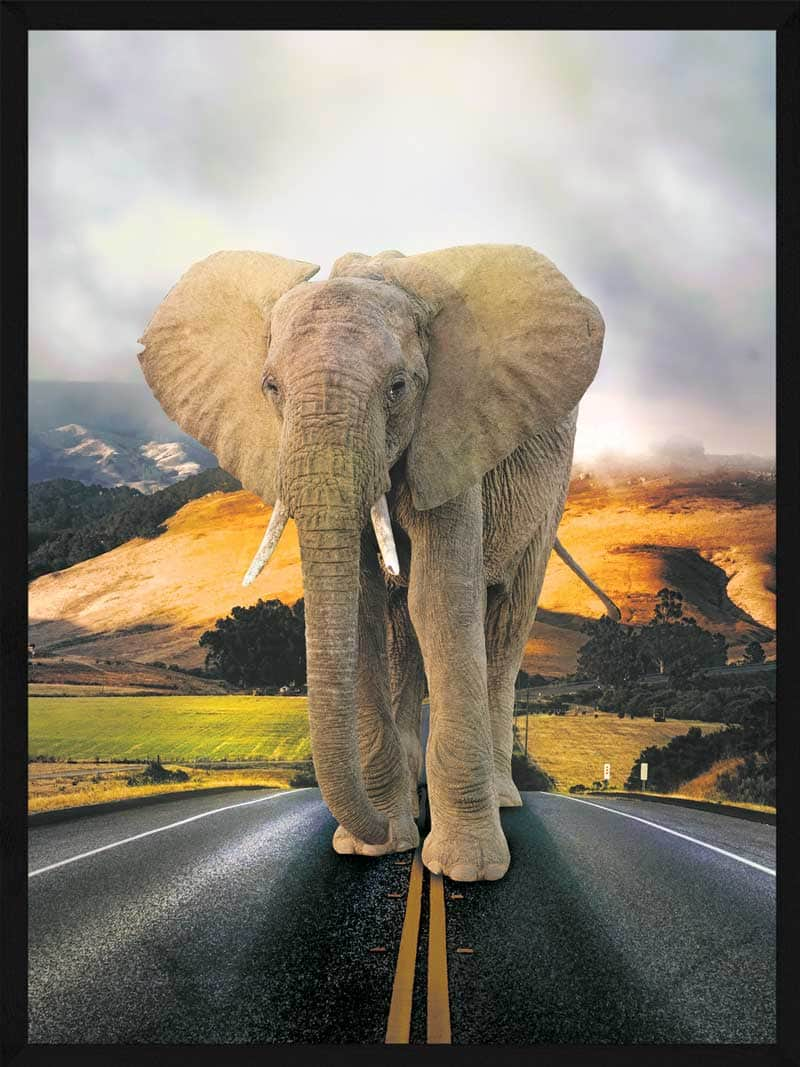 Se Elefant på vejen - Plakat hos POSTERSbyUS