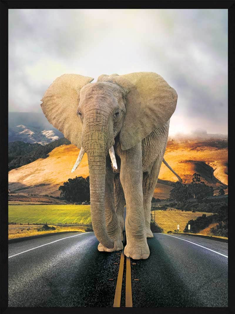 Billede af Elefant på vejen - Plakat