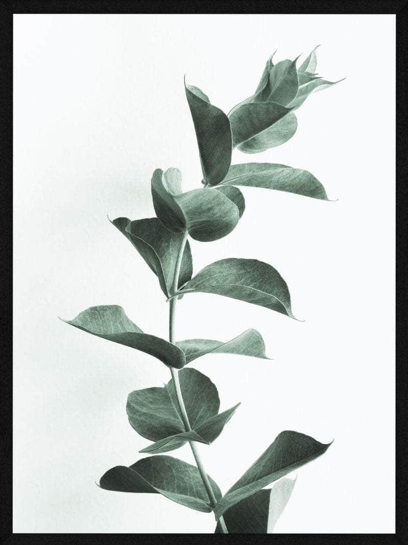 Billede af Eucalypsus plakat