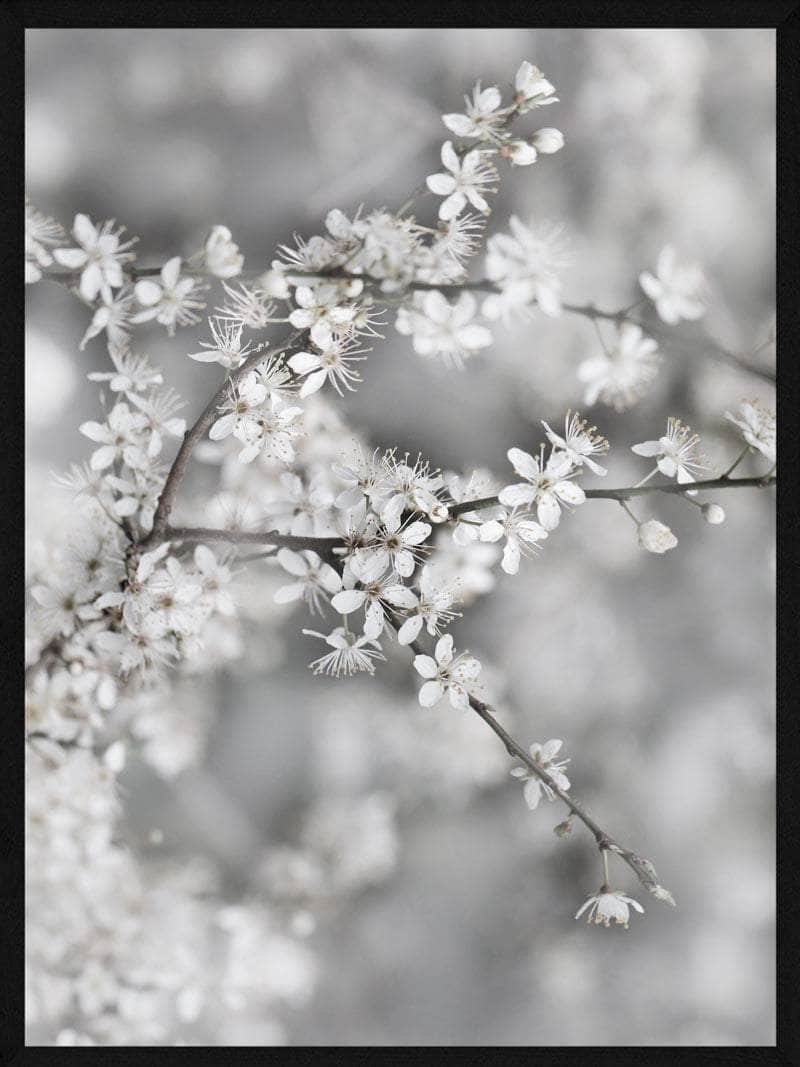Billede af Gren med hvide blomster plakat