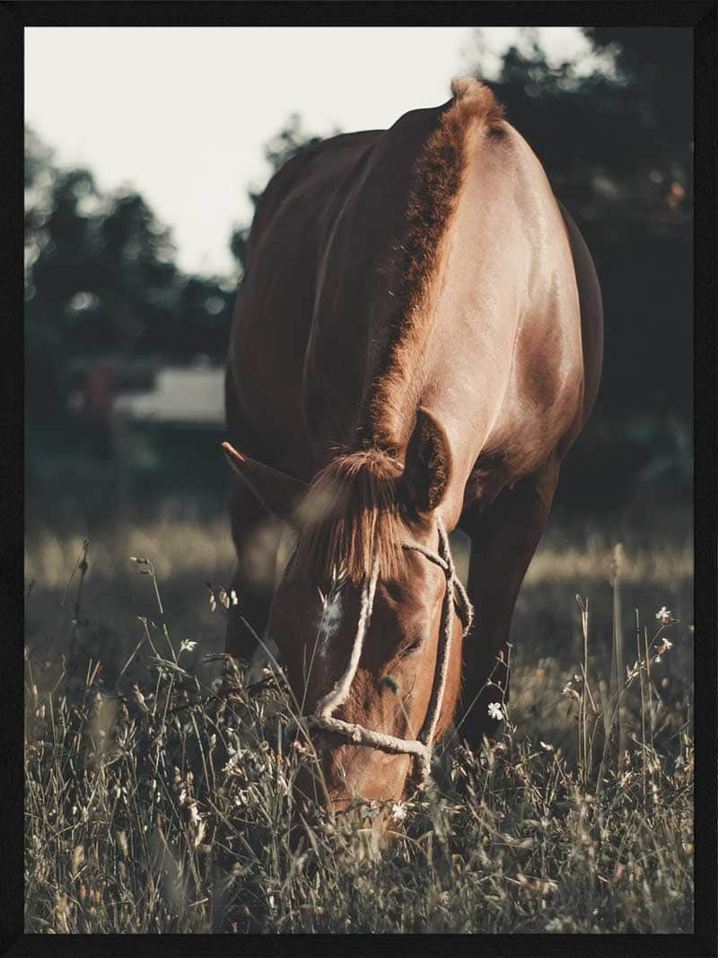 Se Heste plakat - Hest på græs hos POSTERSbyUS