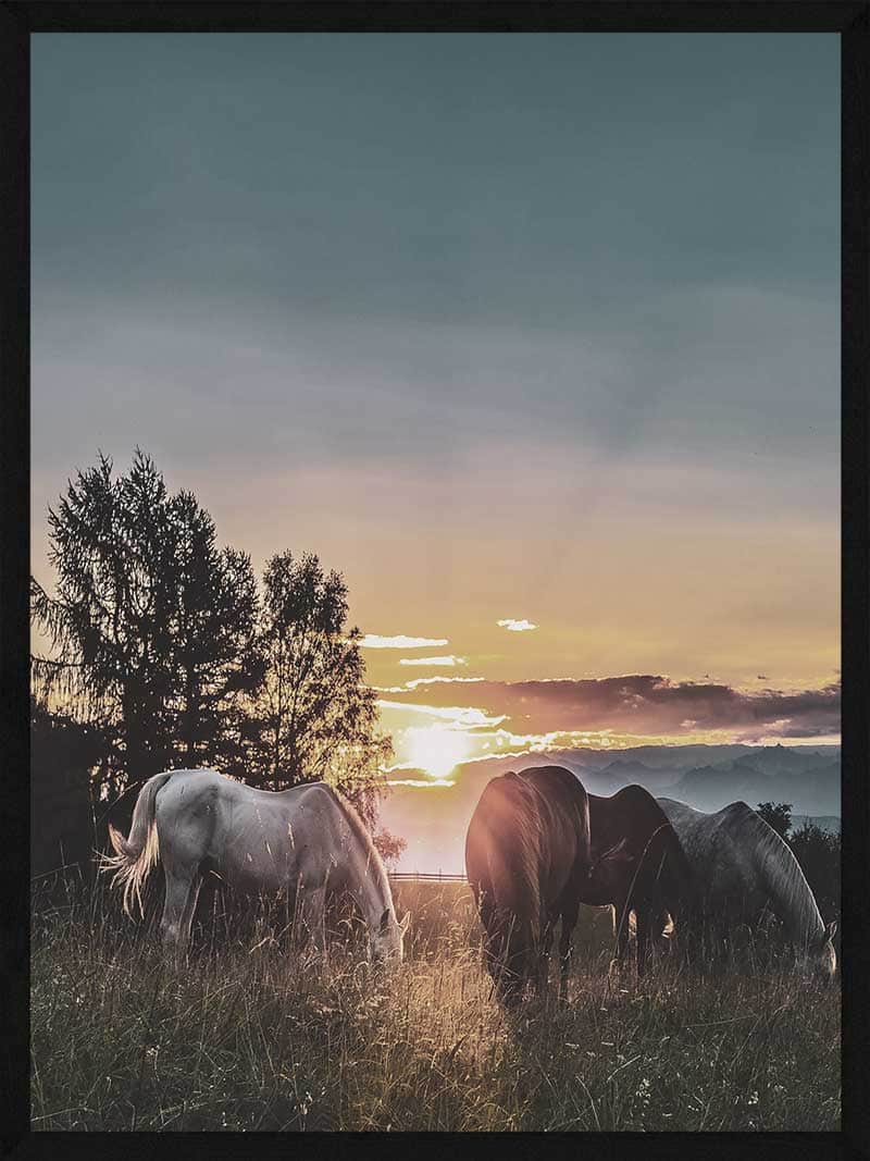 Billede af Heste plakat - Heste i solnedgang