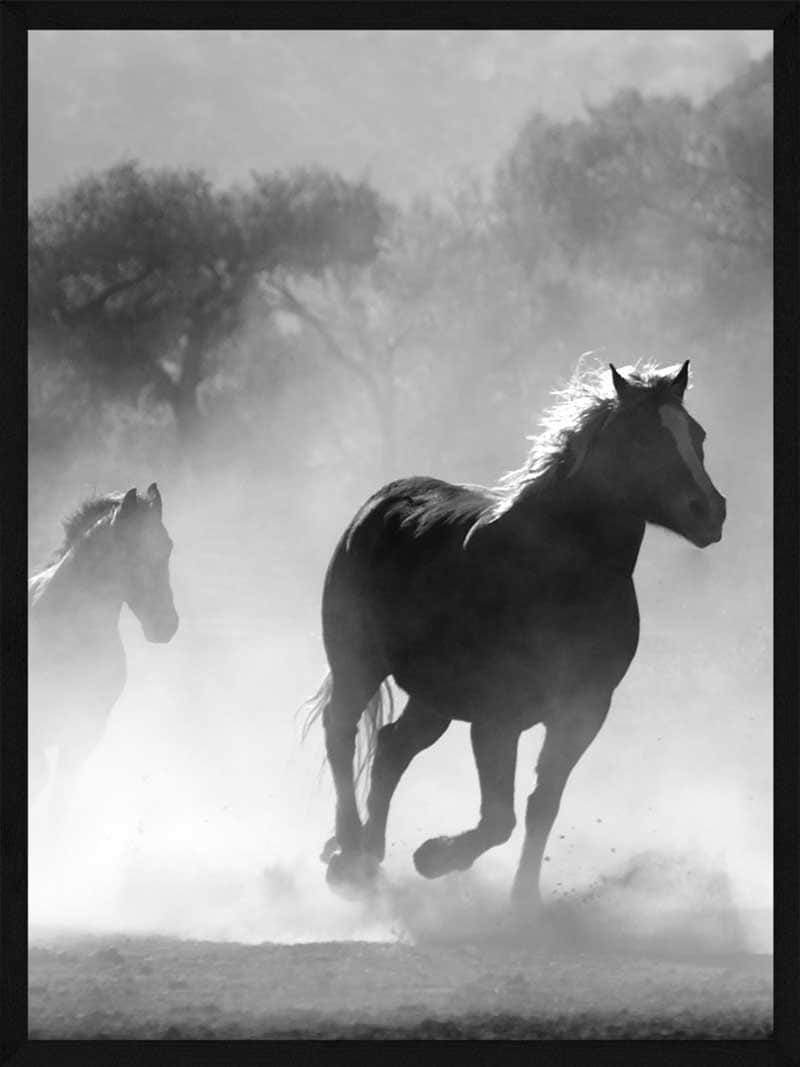 Billede af Heste plakat - Heste i støvet