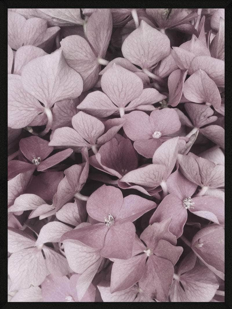 Billede af Hortensia plakat