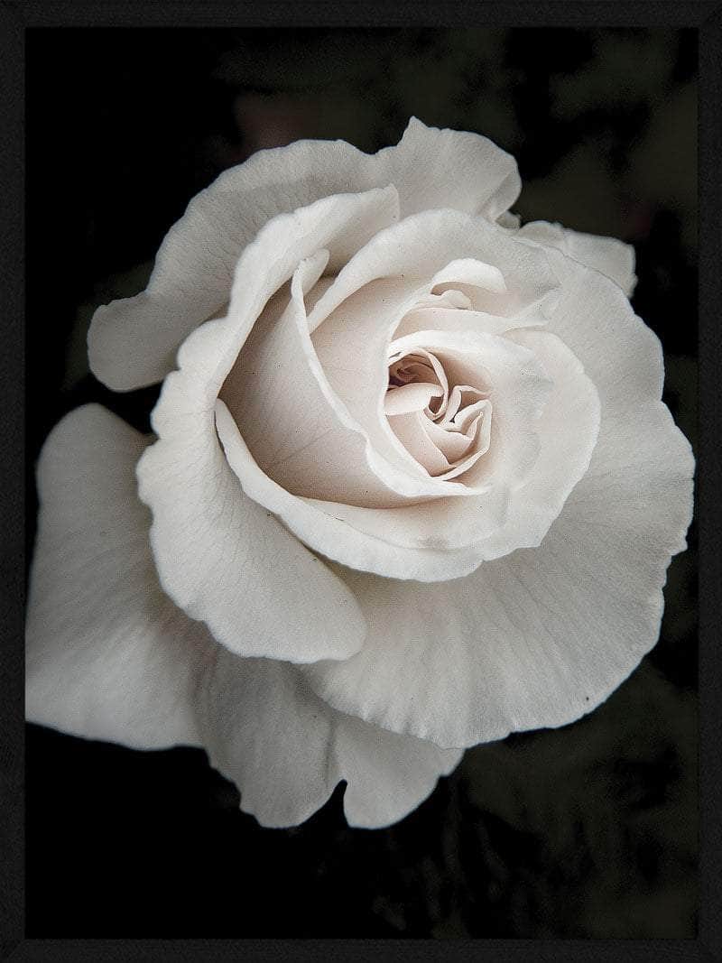 Billede af Hvid rose