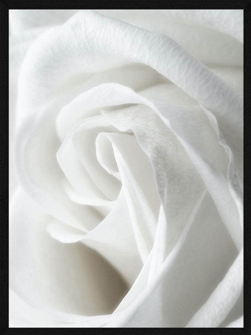 Billede af Hvid rose close-up