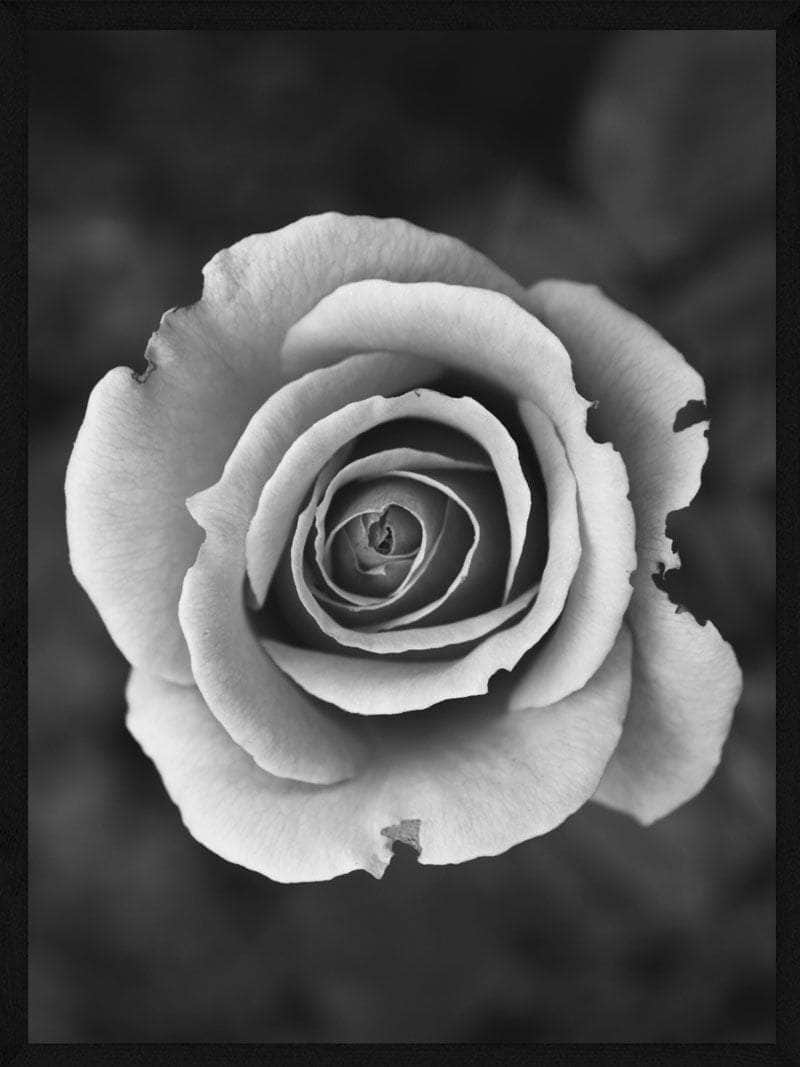 Billede af Hvid rose plakat