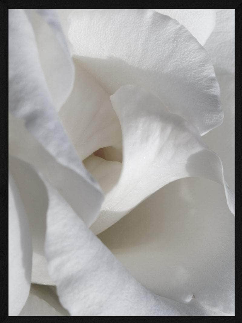 Billede af Hvide blomster