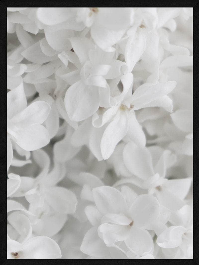 Billede af Hvide blomster plakat