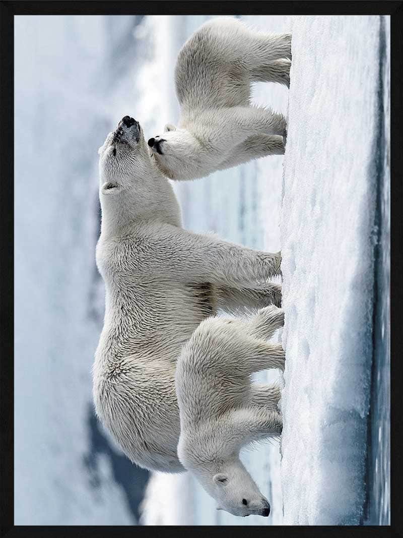 Billede af Isbjørn familie plakat