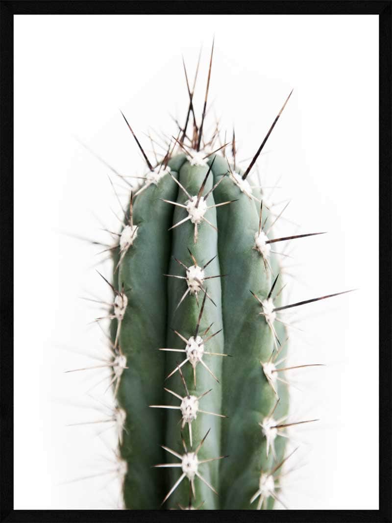 Billede af Kaktus plakat