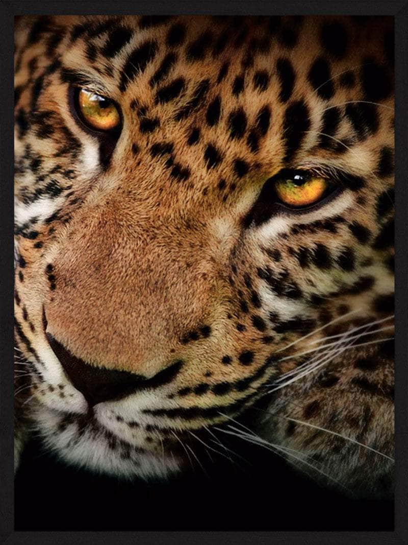 Billede af Leopard close-up - Plakat