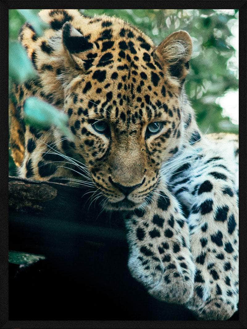 Billede af Leopard i skov