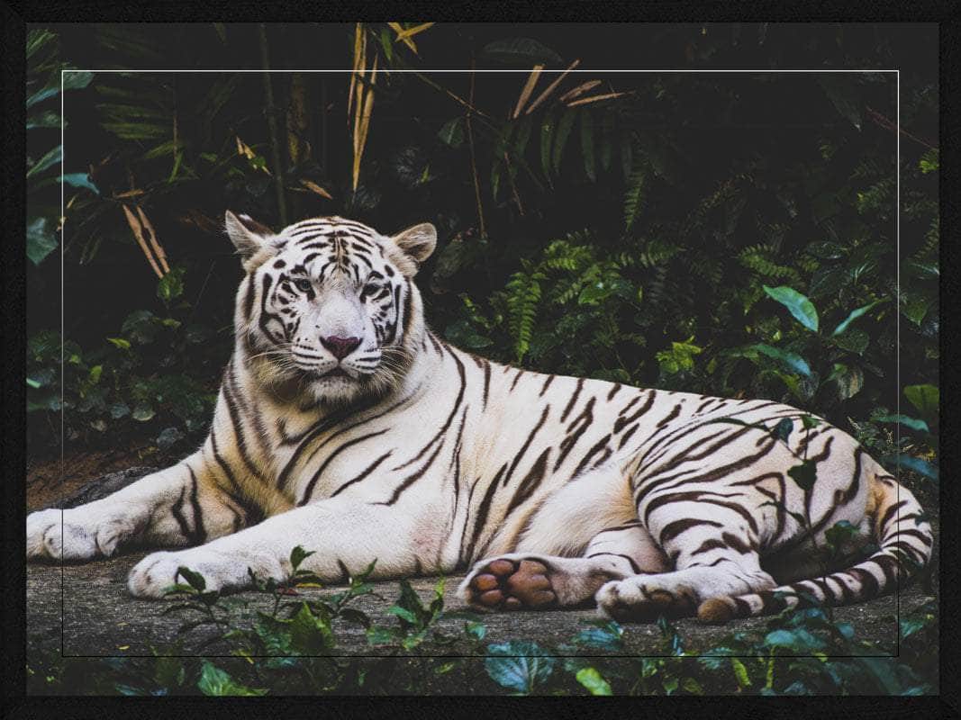 Billede af Liggende hvid tiger - Plakat