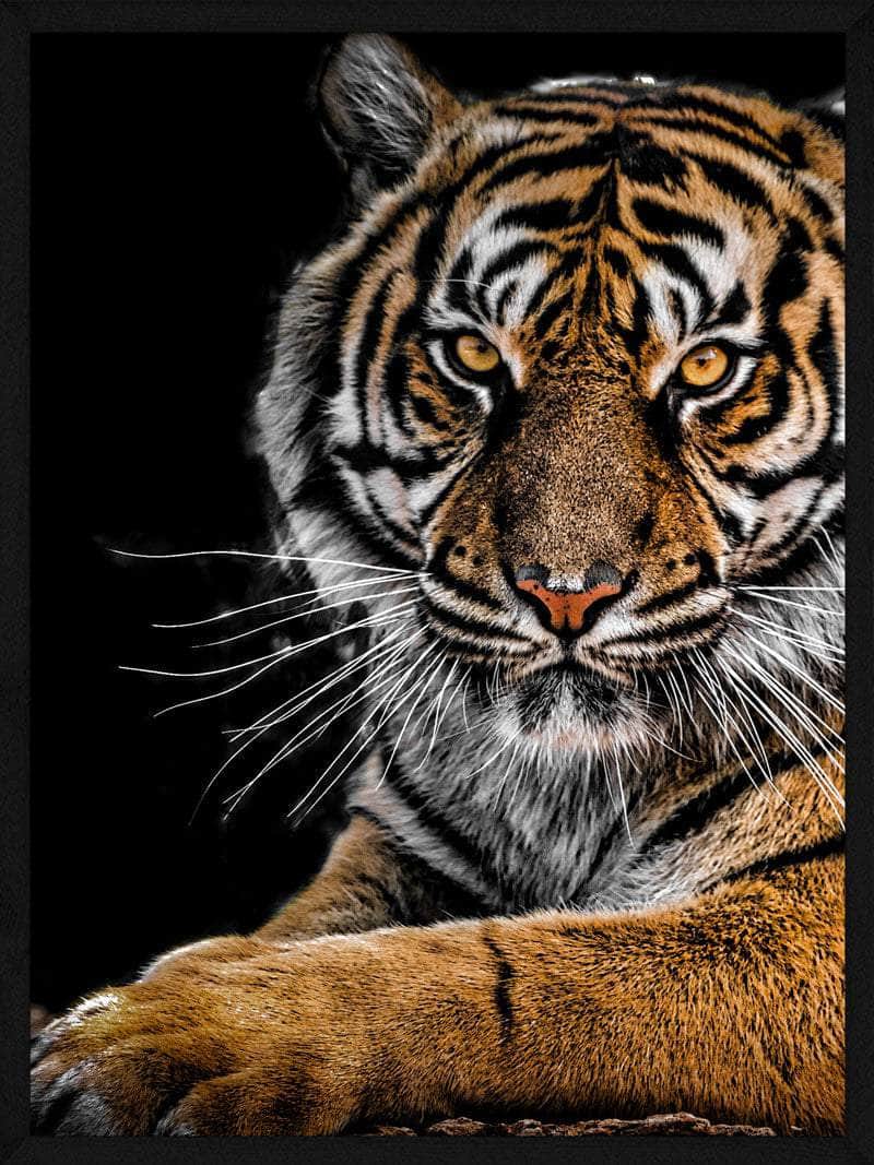 Billede af Liggende tiger - Plakat