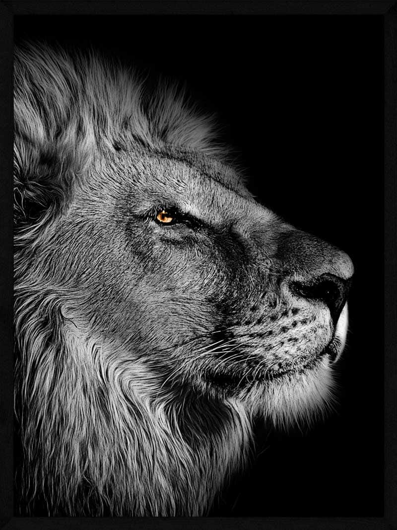 Billede af Løve i sort/hvid