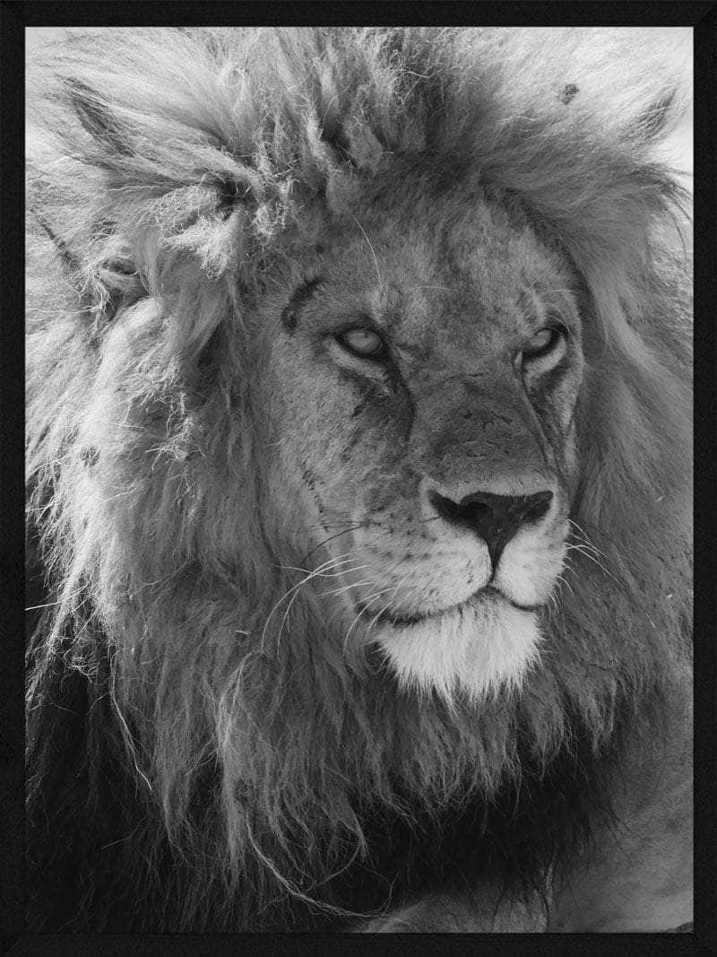 Billede af Løve med intens blik - plakat