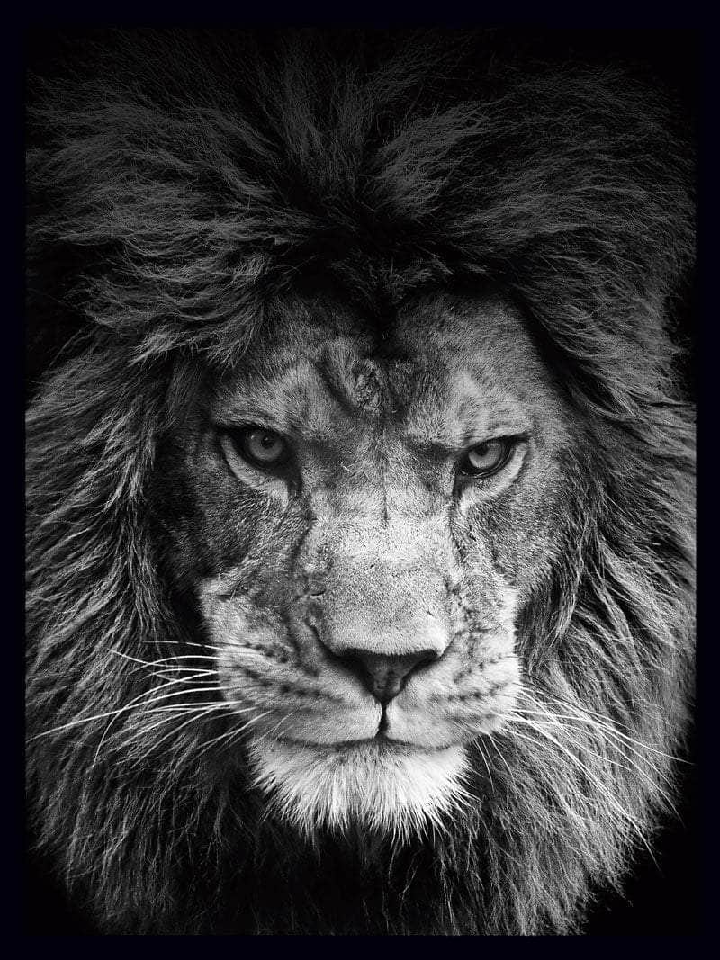 Billede af Løve plakat close-up