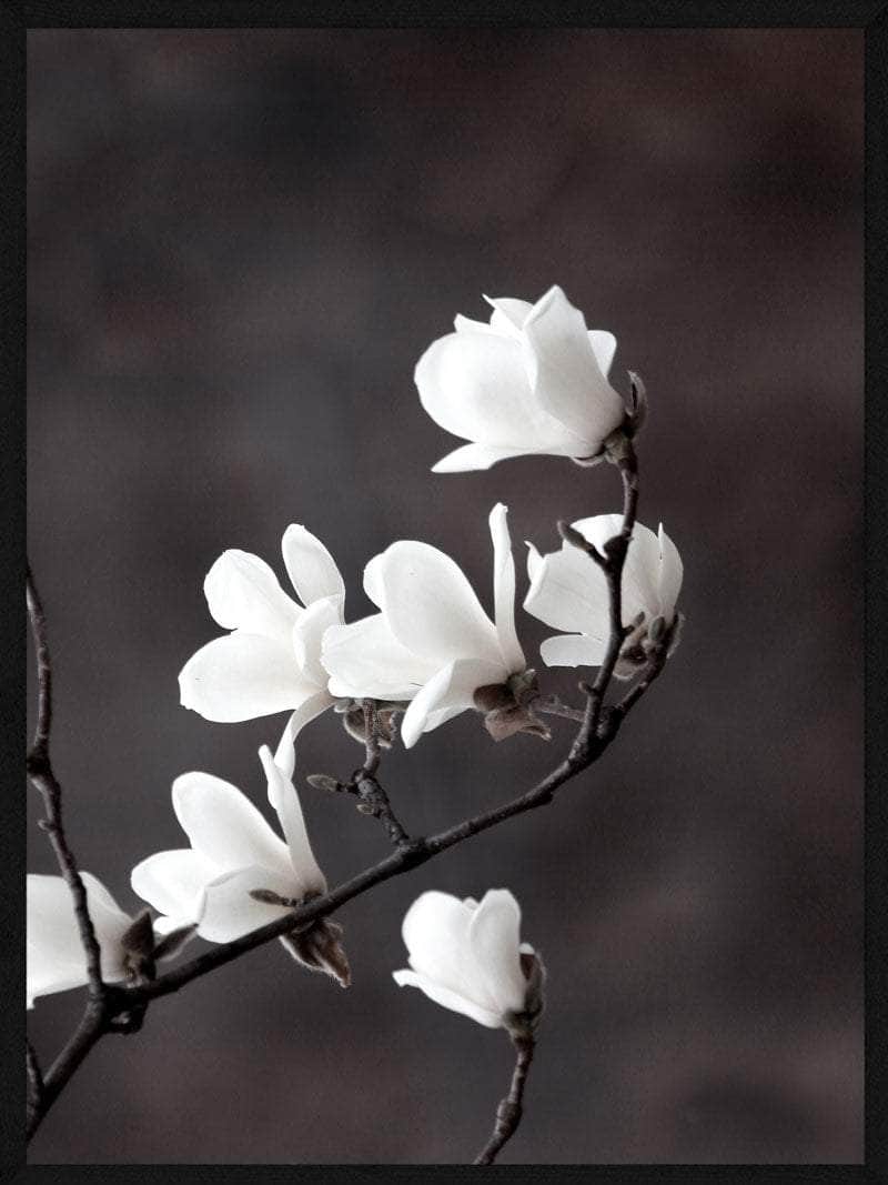 Billede af Magnolia blomster plakat