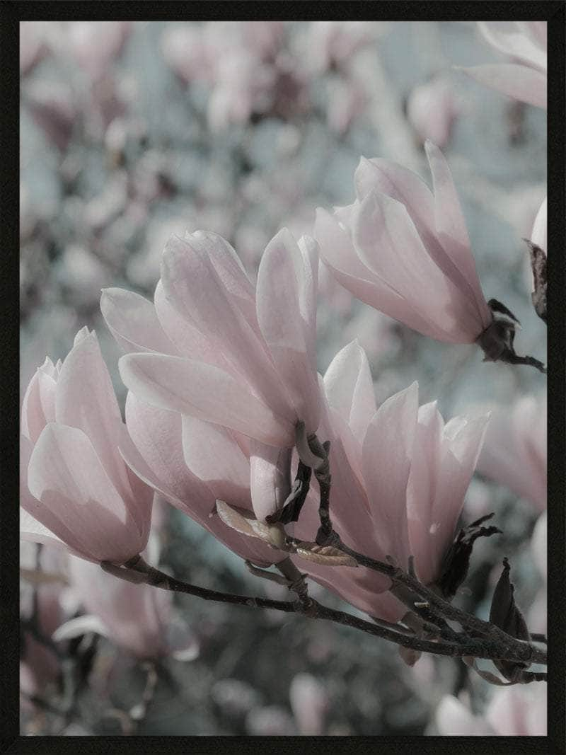 Billede af Magnolia plakat