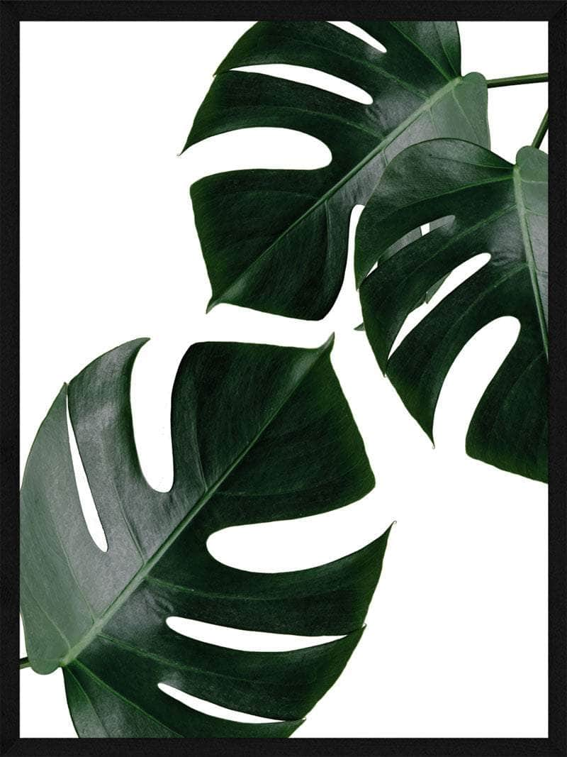 Billede af Monstera - Plakat