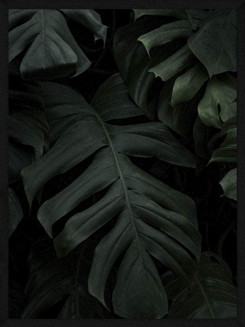 Billede af Monstera plakat