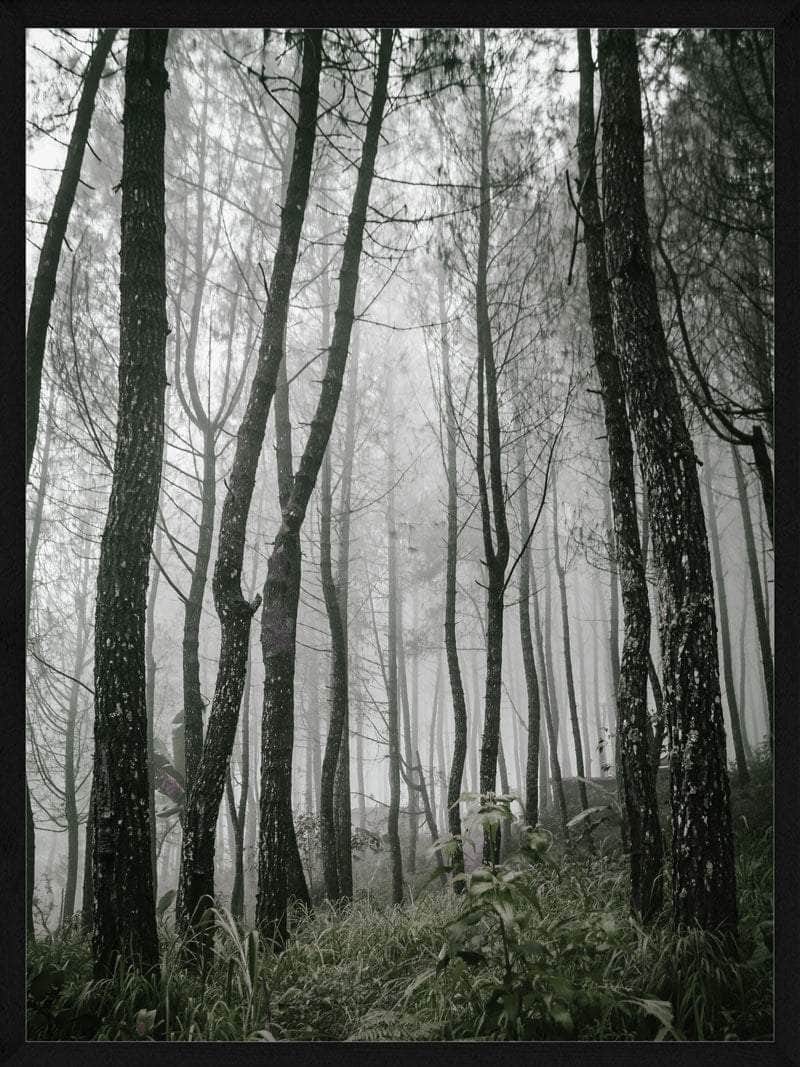 Billede af Morgendis i skoven