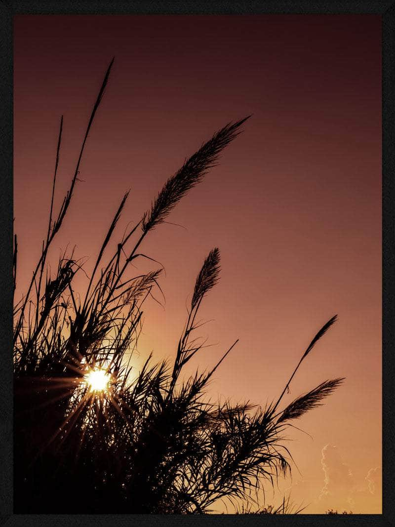 Billede af Pampas i rød himmel plakat